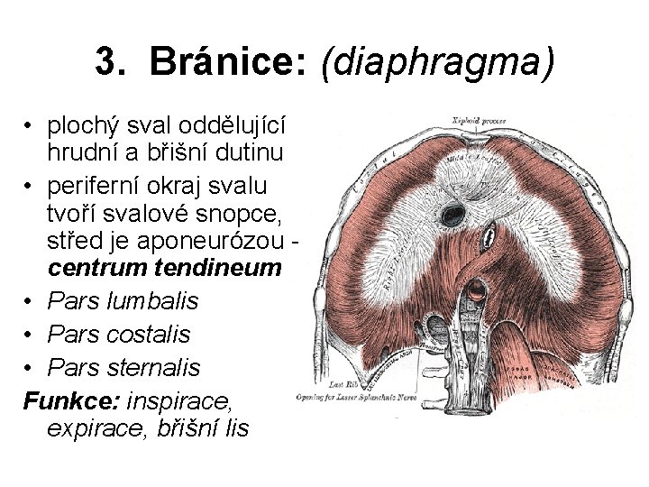 3. Bránice: (diaphragma) • plochý sval oddělující hrudní a břišní dutinu • periferní okraj
