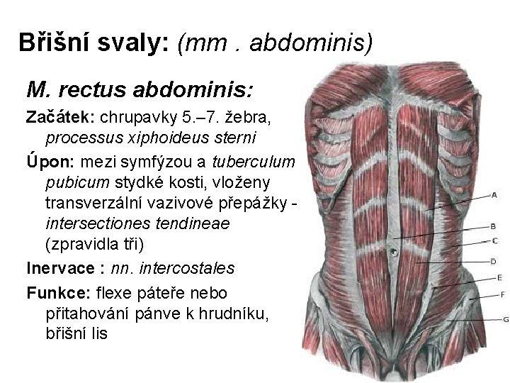 Břišní svaly: (mm. abdominis) M. rectus abdominis: Začátek: chrupavky 5. – 7. žebra, processus
