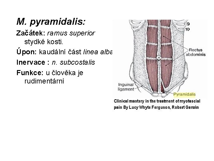 M. pyramidalis: Začátek: ramus superior stydké kosti. Úpon: kaudální část linea alba. Inervace :