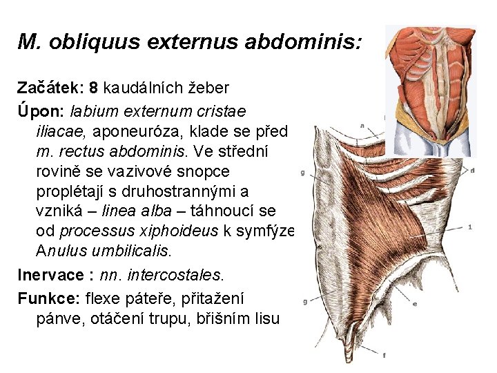 M. obliquus externus abdominis: Začátek: 8 kaudálních žeber Úpon: labium externum cristae iliacae, aponeuróza,