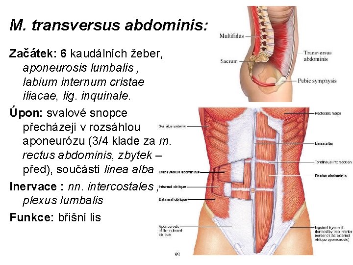 M. transversus abdominis: Začátek: 6 kaudálních žeber, aponeurosis lumbalis , labium internum cristae iliacae,