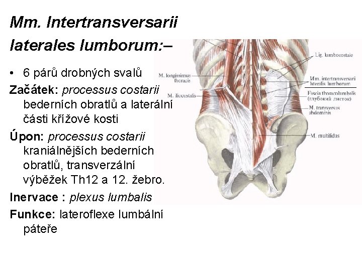 Mm. Intertransversarii laterales lumborum: – • 6 párů drobných svalů Začátek: processus costarii bederních