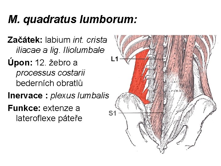 M. quadratus lumborum: Začátek: labium int. crista iliacae a lig. Iliolumbale Úpon: 12. žebro