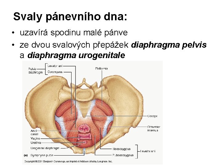 Svaly pánevního dna: • uzavírá spodinu malé pánve • ze dvou svalových přepážek diaphragma
