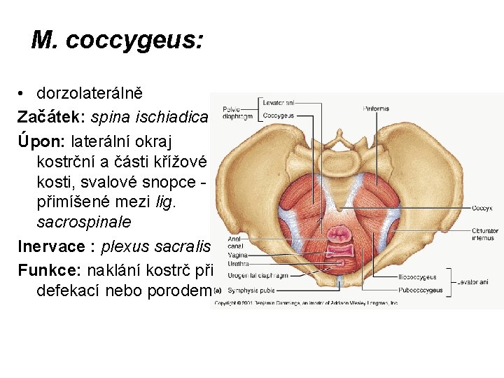 M. coccygeus: • dorzolaterálně Začátek: spina ischiadica Úpon: laterální okraj kostrční a části křížové