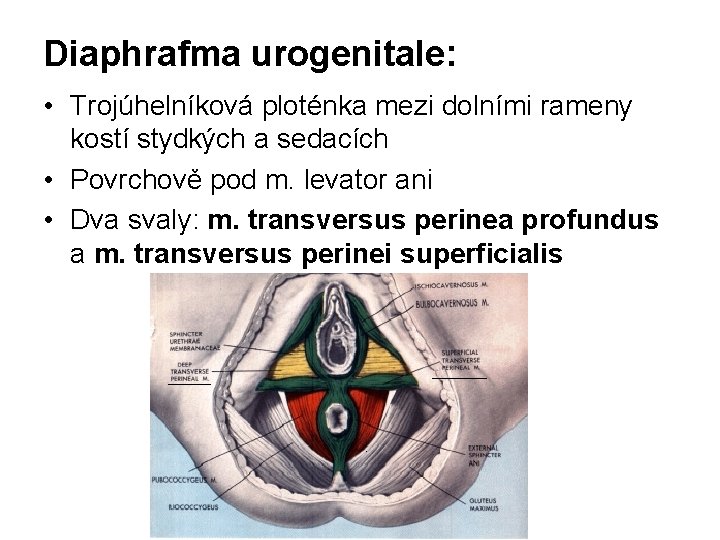 Diaphrafma urogenitale: • Trojúhelníková ploténka mezi dolními rameny kostí stydkých a sedacích • Povrchově