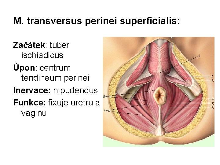 M. transversus perinei superficialis: Začátek: tuber ischiadicus Úpon: centrum tendineum perinei Inervace: n. pudendus