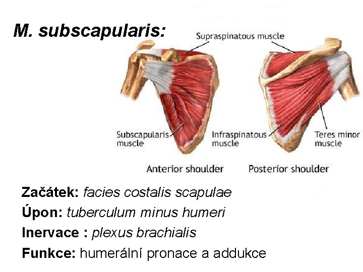 M. subscapularis: Začátek: facies costalis scapulae Úpon: tuberculum minus humeri Inervace : plexus brachialis