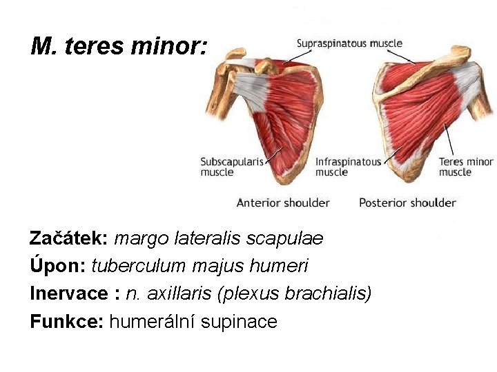 M. teres minor: Začátek: margo lateralis scapulae Úpon: tuberculum majus humeri Inervace : n.