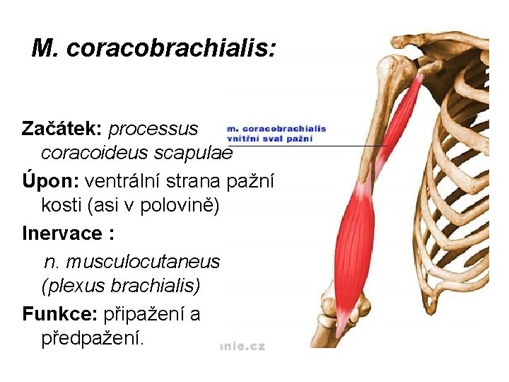 M. coracobrachialis: Začátek: processus coracoideus scapulae Úpon: ventrální strana pažní kosti (asi v polovině)