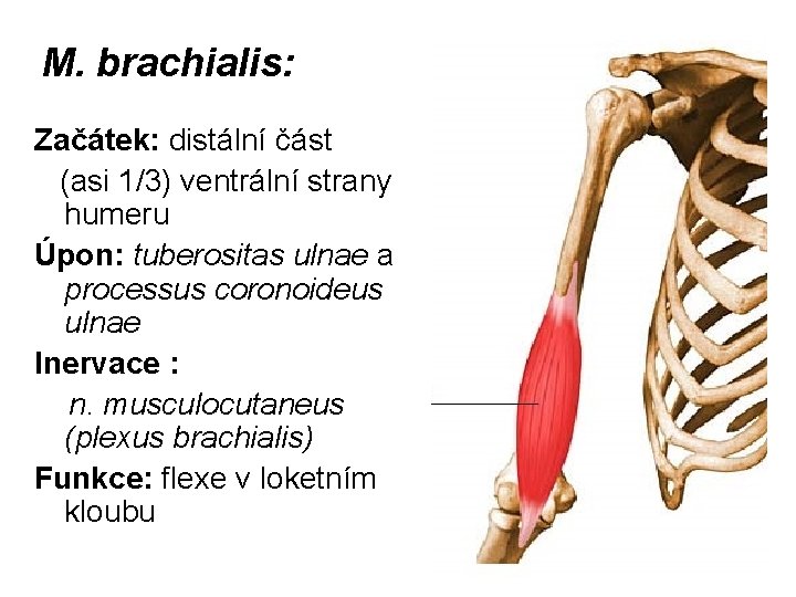 M. brachialis: Začátek: distální část (asi 1/3) ventrální strany humeru Úpon: tuberositas ulnae a