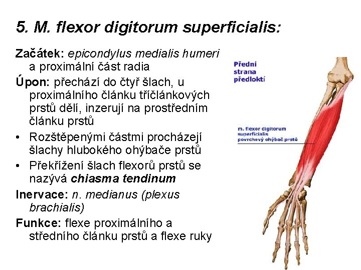 5. M. flexor digitorum superficialis: Začátek: epicondylus medialis humeri a proximální část radia Úpon: