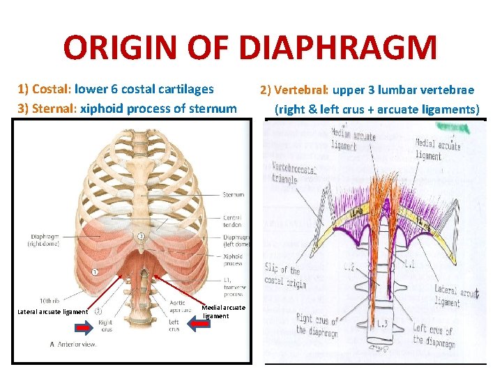 ORIGIN OF DIAPHRAGM 1) Costal: lower 6 costal cartilages 3) Sternal: xiphoid process of