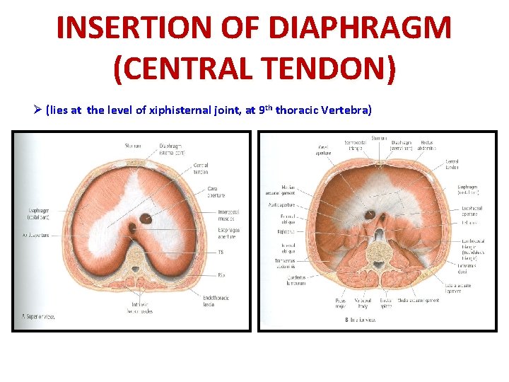 INSERTION OF DIAPHRAGM (CENTRAL TENDON) Ø (lies at the level of xiphisternal joint, at