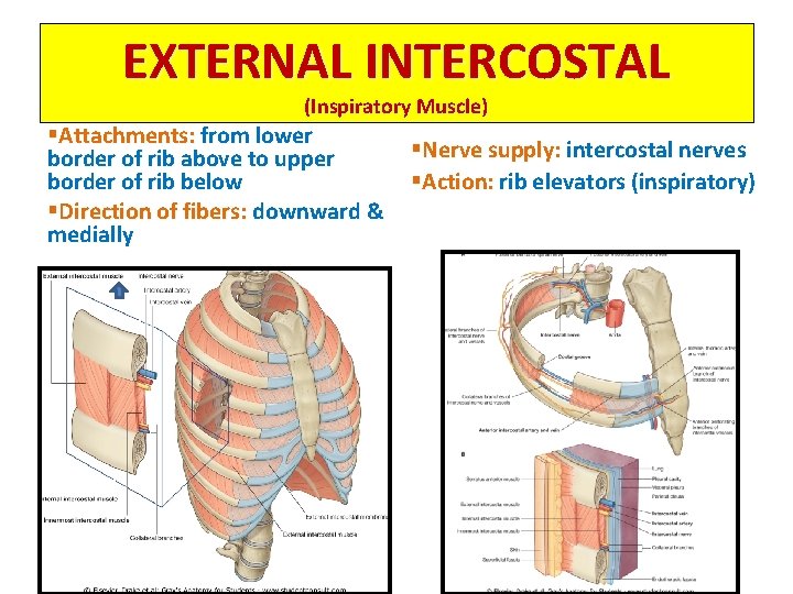 EXTERNAL INTERCOSTAL (Inspiratory Muscle) §Attachments: from lower border of rib above to upper border