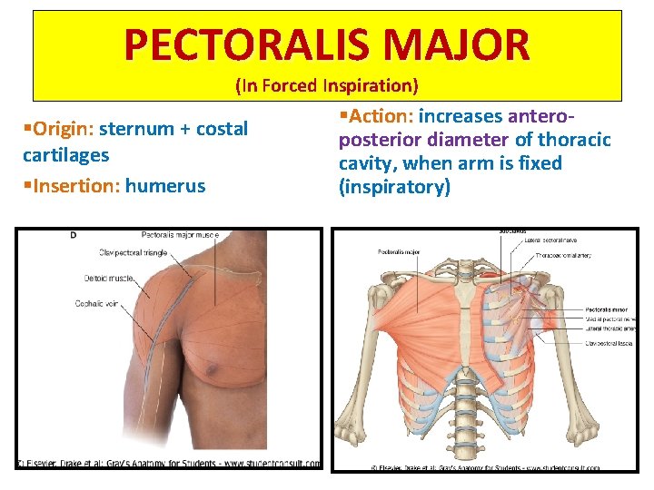 PECTORALIS MAJOR (In Forced Inspiration) §Origin: sternum + costal cartilages §Insertion: humerus §Action: increases