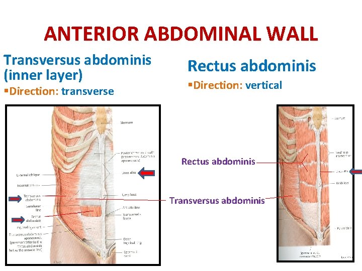 ANTERIOR ABDOMINAL WALL Transversus abdominis (inner layer) §Direction: transverse Rectus abdominis §Direction: vertical Rectus