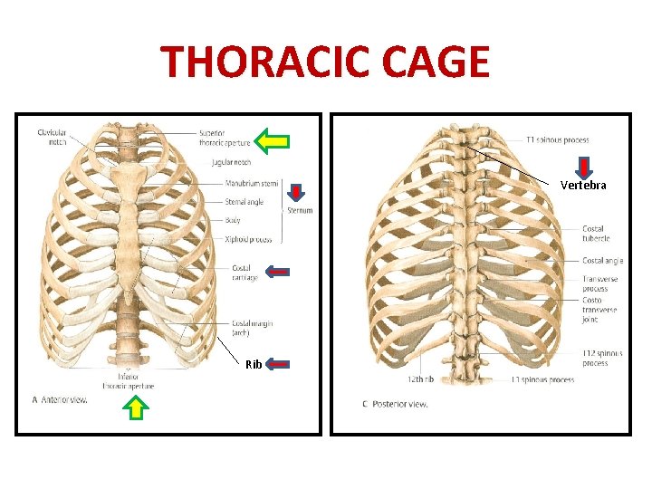 THORACIC CAGE Vertebra Rib 