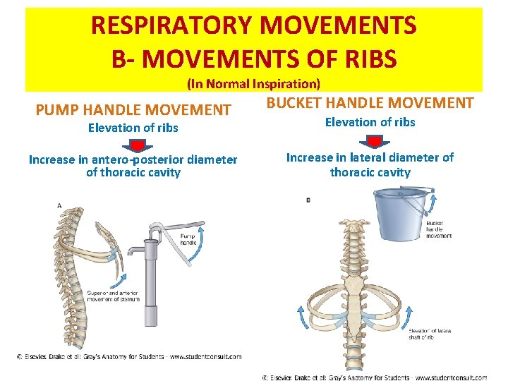 RESPIRATORY MOVEMENTS B- MOVEMENTS OF RIBS (In Normal Inspiration) PUMP HANDLE MOVEMENT BUCKET HANDLE