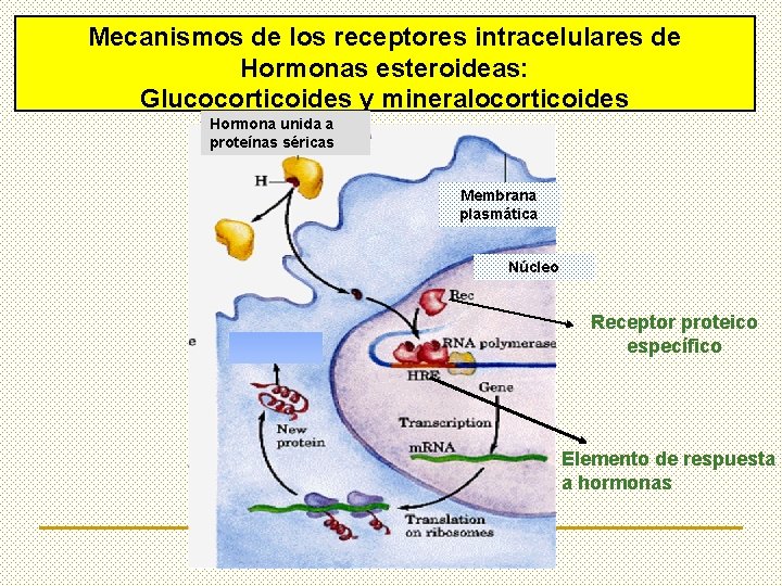 Mecanismos de los receptores intracelulares de Hormonas esteroideas: Glucocorticoides y mineralocorticoides Hormona unida a