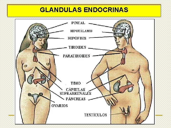 GLANDULAS ENDOCRINAS 