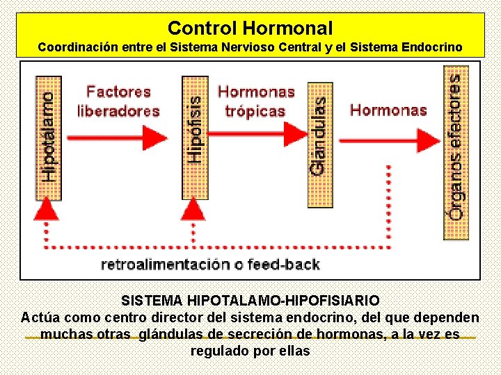 Control Hormonal Coordinación entre el Sistema Nervioso Central y el Sistema Endocrino SISTEMA HIPOTALAMO-HIPOFISIARIO