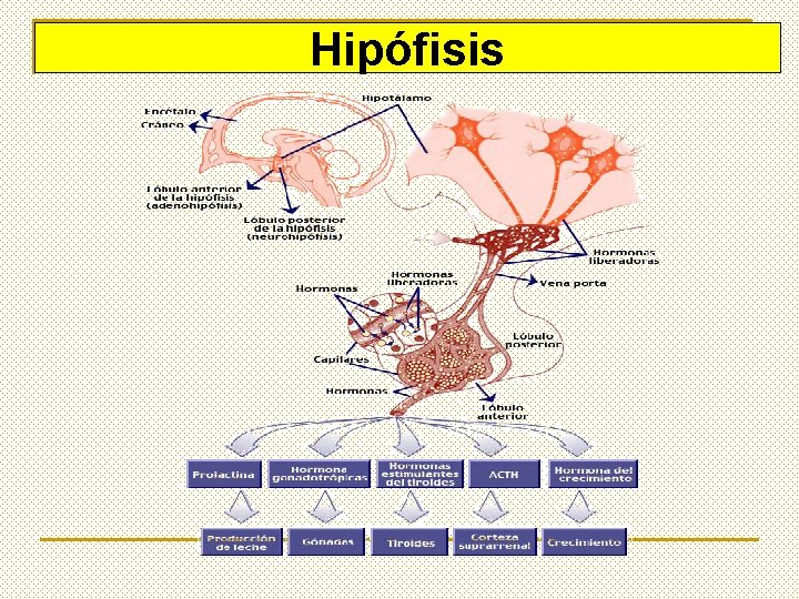 Hipófisis 