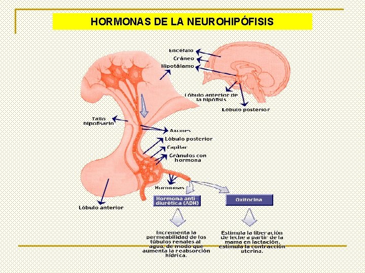 HORMONAS DE LA NEUROHIPÓFISIS 