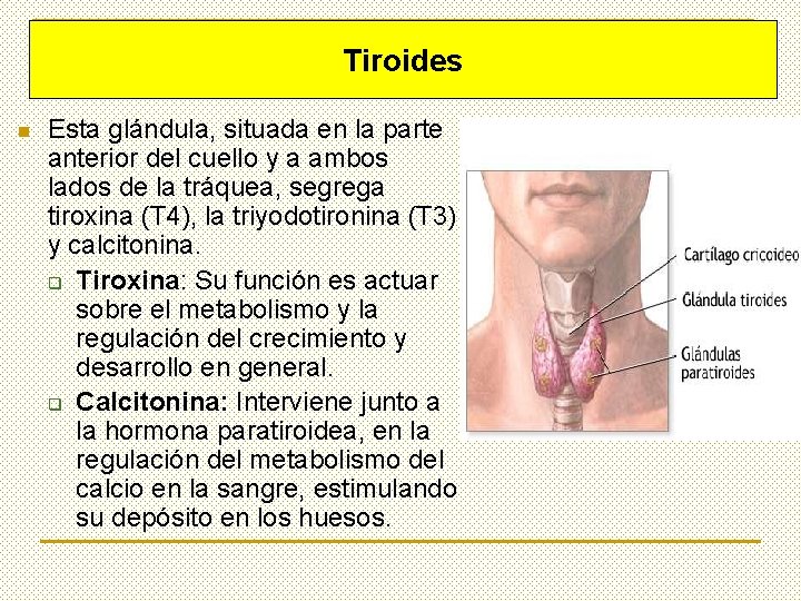 Tiroides n Esta glándula, situada en la parte anterior del cuello y a ambos