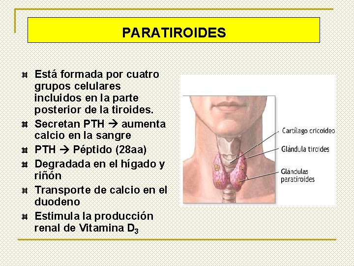 PARATIROIDES Está formada por cuatro grupos celulares incluidos en la parte posterior de la