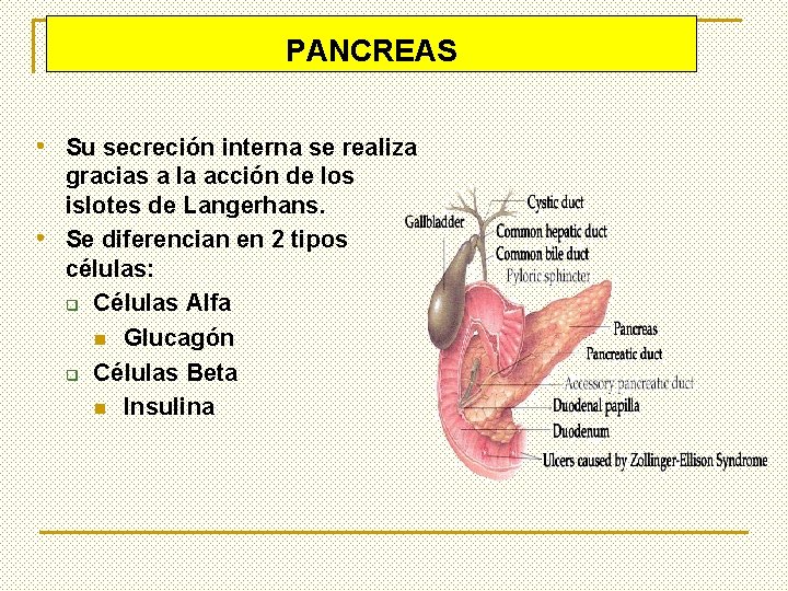 PANCREAS • Su secreción interna se realiza gracias a la acción de los islotes