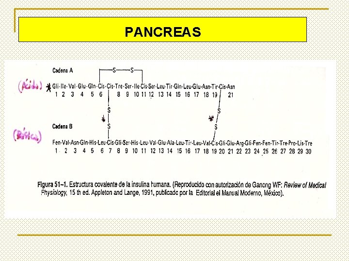 PANCREAS 