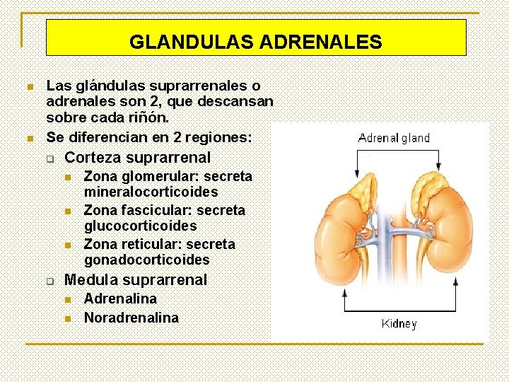 GLANDULAS ADRENALES n n Las glándulas suprarrenales o adrenales son 2, que descansan sobre