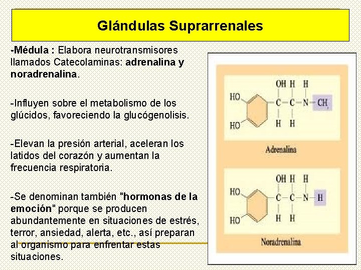 Glándulas Suprarrenales -Médula : Elabora neurotransmisores llamados Catecolaminas: adrenalina y noradrenalina. -Influyen sobre el