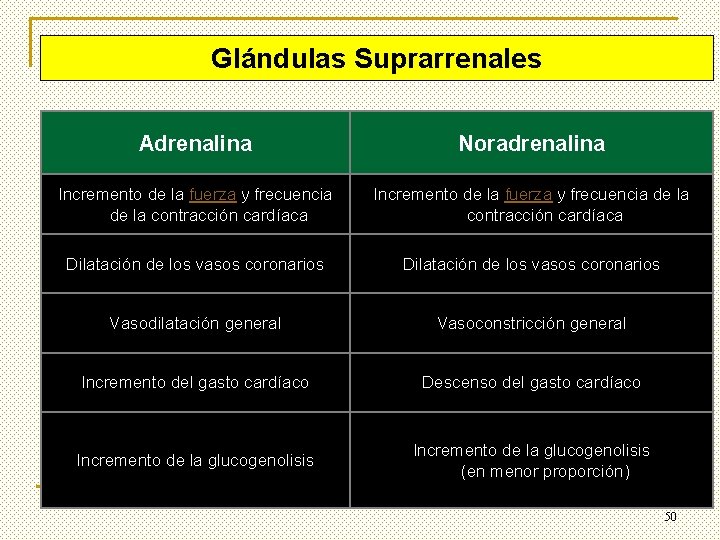 Glándulas Suprarrenales Adrenalina Noradrenalina Incremento de la fuerza y frecuencia de la contracción cardíaca