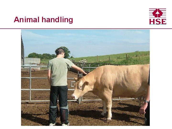 Animal handling 