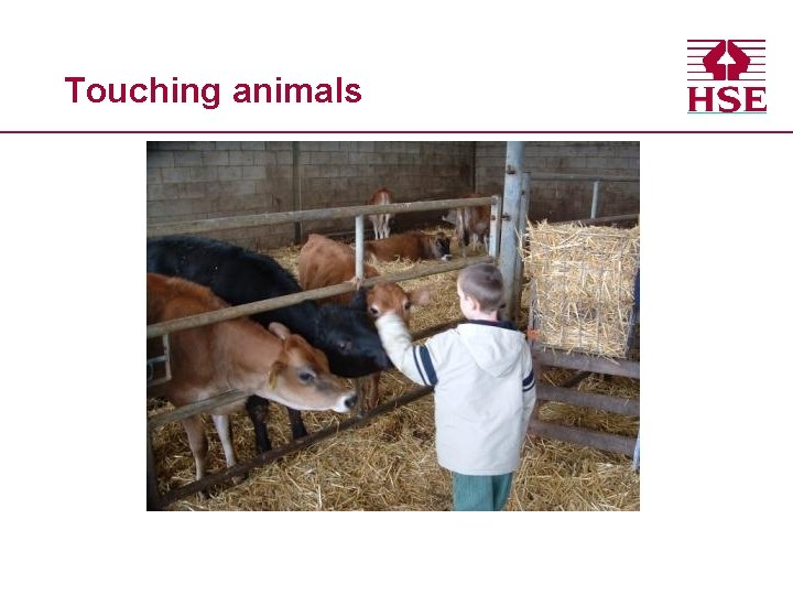 Touching animals 
