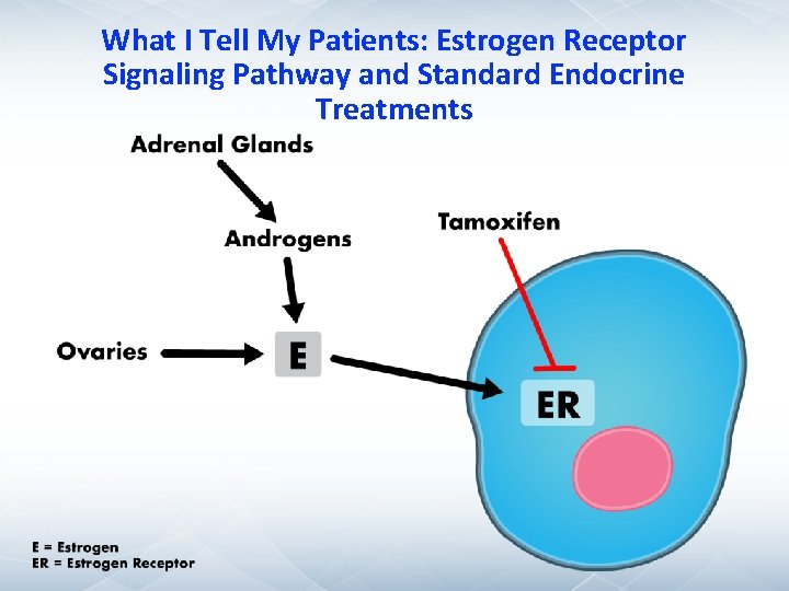 What I Tell My Patients: Estrogen Receptor Signaling Pathway and Standard Endocrine Treatments What I Tell My Patients: Estrogen Receptor Signaling Pathway and Standard Endocrine Treatments