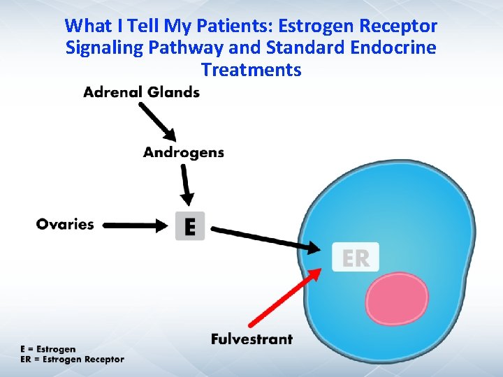 What I Tell My Patients: Estrogen Receptor Signaling Pathway and Standard Endocrine Treatments What I Tell My Patients: Estrogen Receptor Signaling Pathway and Standard Endocrine Treatments