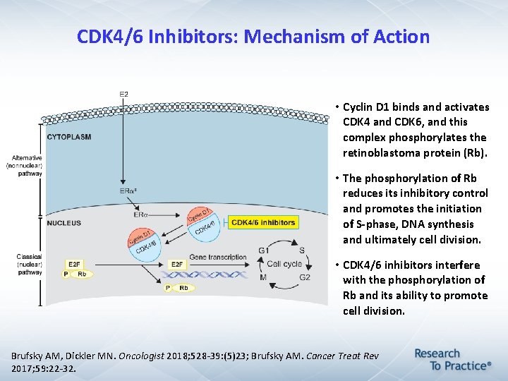 CDK 4/6 Inhibitors: Mechanism of Action • Cyclin D 1 binds and activates CDK CDK 4/6 Inhibitors: Mechanism of Action • Cyclin D 1 binds and activates CDK