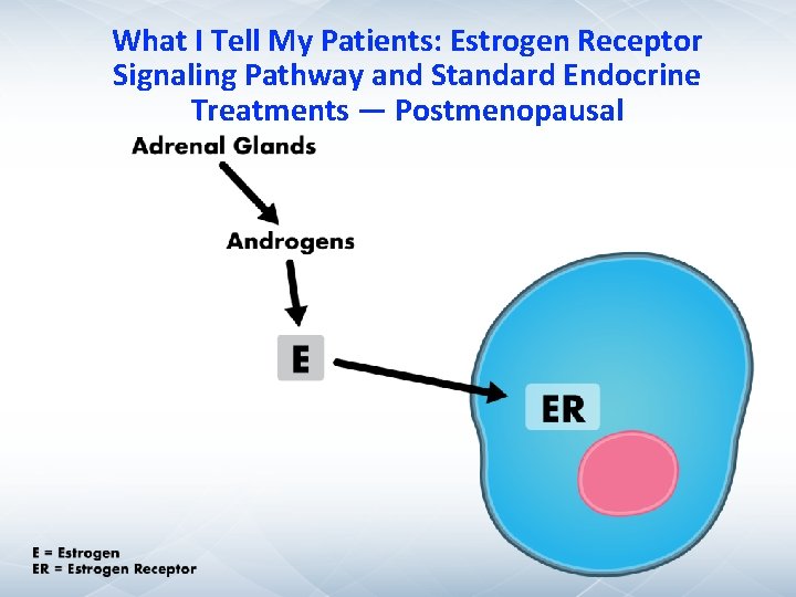 What I Tell My Patients: Estrogen Receptor Signaling Pathway and Standard Endocrine Treatments — What I Tell My Patients: Estrogen Receptor Signaling Pathway and Standard Endocrine Treatments —