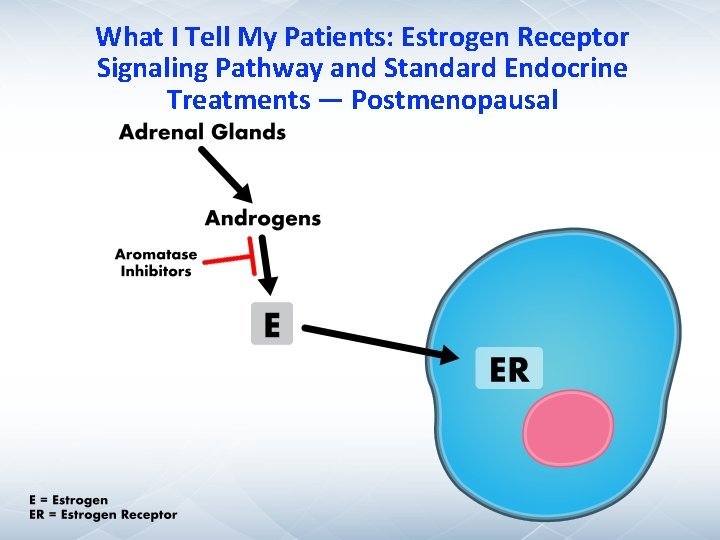What I Tell My Patients: Estrogen Receptor Signaling Pathway and Standard Endocrine Treatments — What I Tell My Patients: Estrogen Receptor Signaling Pathway and Standard Endocrine Treatments —