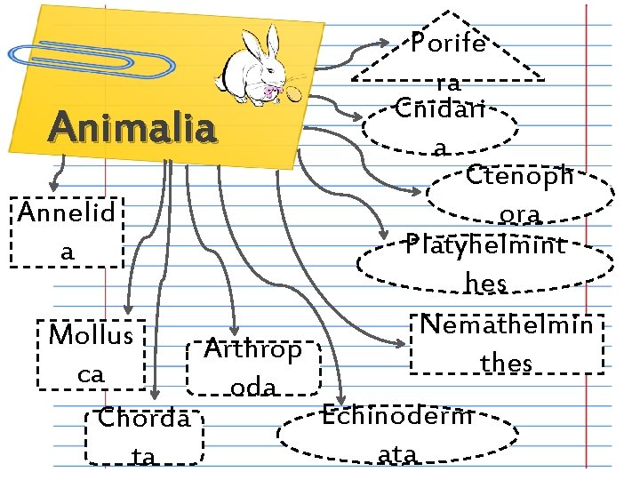 Animalia Annelid a Porife ra Cnidari a Ctenoph ora Platyhelmint hes Nemathelmin thes Mollus