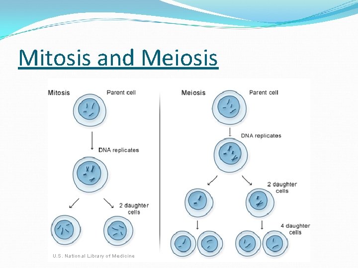 Mitosis and Meiosis 