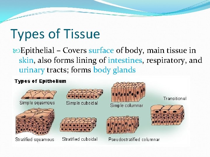 Types of Tissue Epithelial – Covers surface of body, main tissue in skin, also