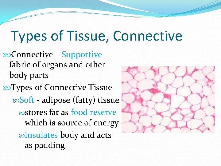 Types of Tissue, Connective – Supportive fabric of organs and other body parts Types