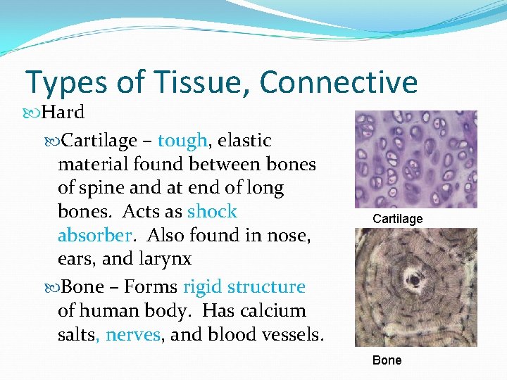 Types of Tissue, Connective Hard Cartilage – tough, elastic material found between bones of