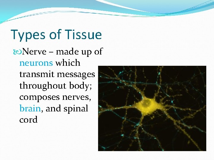 Types of Tissue Nerve – made up of neurons which transmit messages throughout body;