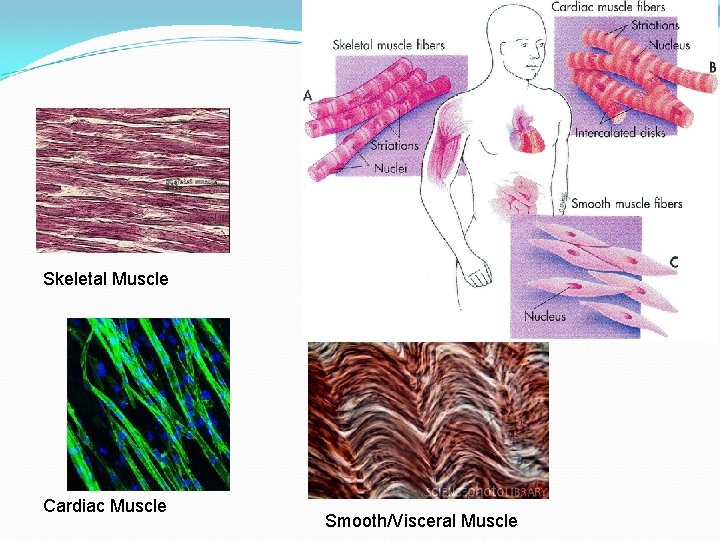 Skeletal Muscle Cardiac Muscle Smooth/Visceral Muscle 