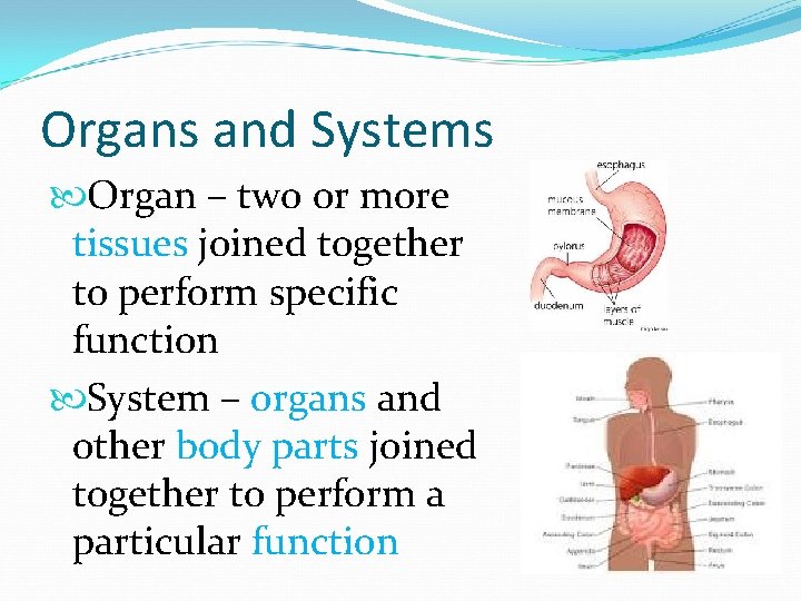 Organs and Systems Organ – two or more tissues joined together to perform specific